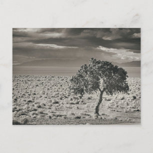 Pyramide Lake, Nevada Briefkaart