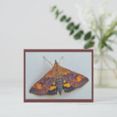 Pyrausta orphisalis Carte postale de la fausse tei (Debout devant)