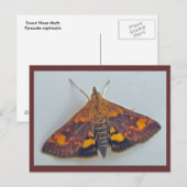 Pyrausta orphisalis Carte postale de la fausse tei (Devant / Derrière)