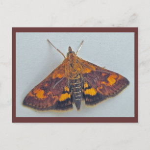 Pyrausta orphisalis Carte postale de la fausse tei