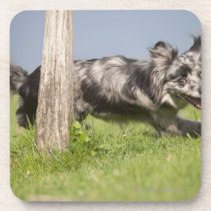 Pyrenean Shepherd gaat door de pool Bier Onderzetter