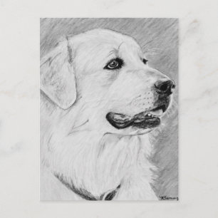 PyreneanMountainDog.jpg Briefkaart