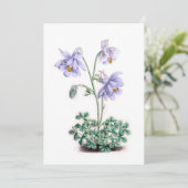 Pyreneeën Columbine - Aquilegia pyrenaica (Staand voorkant)