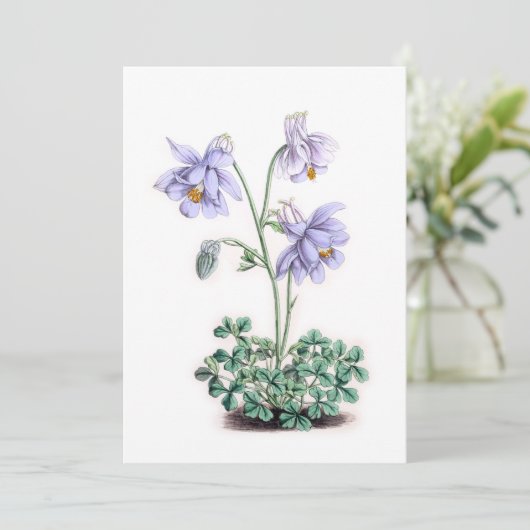 Pyreneeën Columbine - Aquilegia pyrenaica (Staand voorkant)