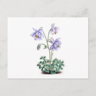 Pyreneeën Columbine - Aquilegia pyrenaica Briefkaart