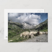 pyreneeën landschap briefkaart (Voorkant / Achterkant)