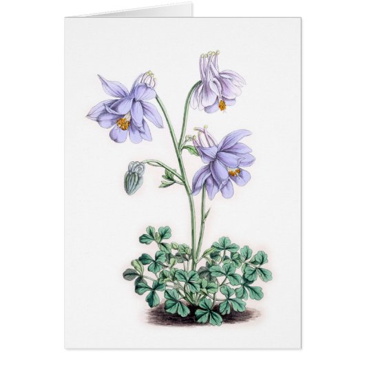 Pyrénées Columbine - pyrenaica d'ancolie (Devant)