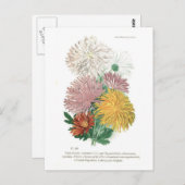 Pyrethrum sinense (Chrysanthemum) Briefkaart (Voorkant / Achterkant)
