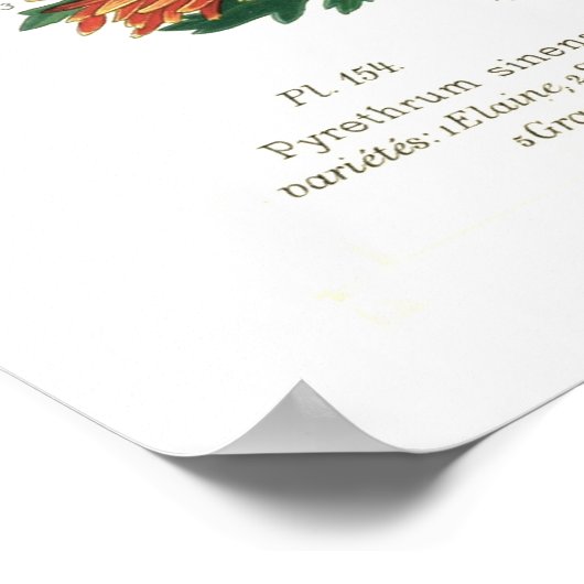 Pyrethrum sinense (Chrysanthemum) Poster (Hoek)