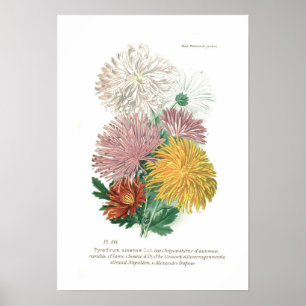 Pyrethrum sinense (Chrysanthemum) Poster