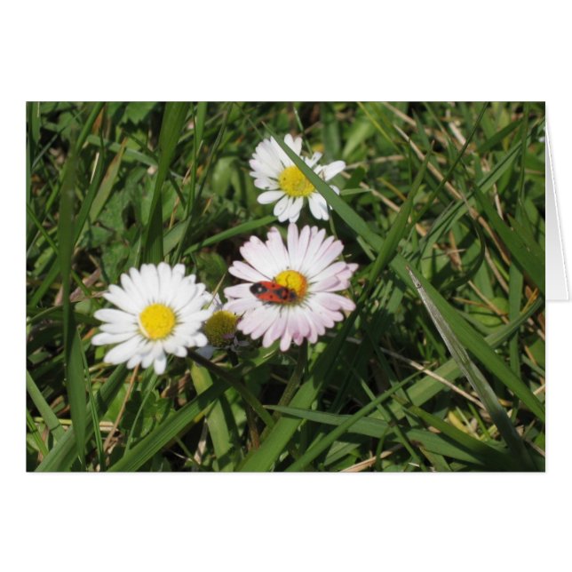 Pyrhocoris apterus (Voorkant Horizontaal)