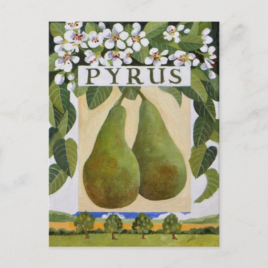Pyrus Briefkaart (Voorkant)
