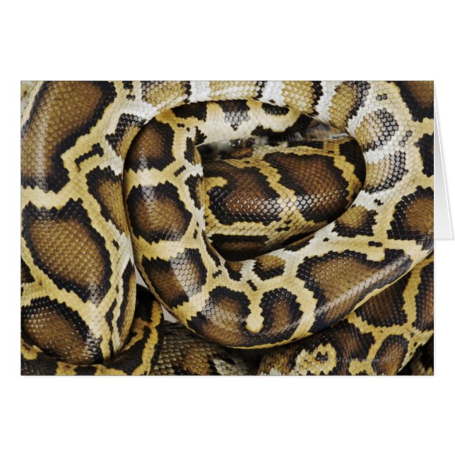 Python birman (Devant horizontal)