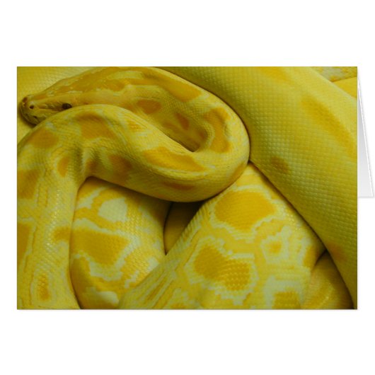 Python birman jaune (Devant horizontal)