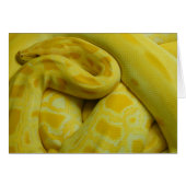 Python birman jaune (Devant Horizontal)