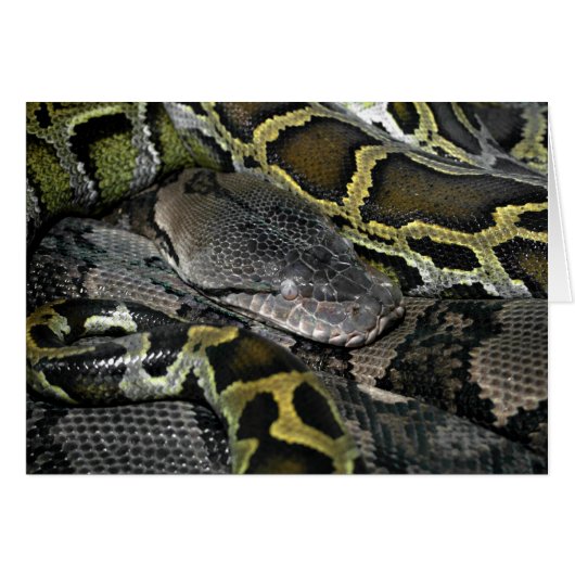 Python molurus bivittatus (Devant horizontal)