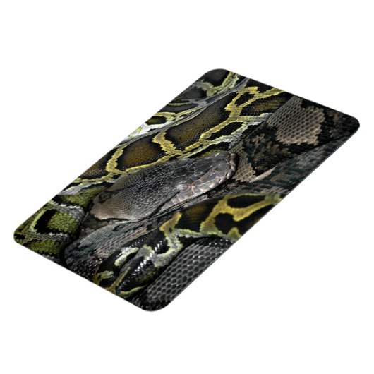 Python molurus bivittatus magneet (Linkerzijde)
