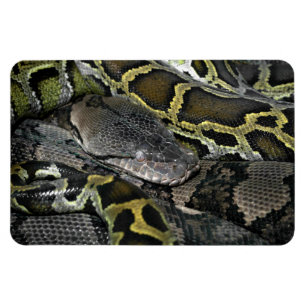 Python molurus bivittatus magneet