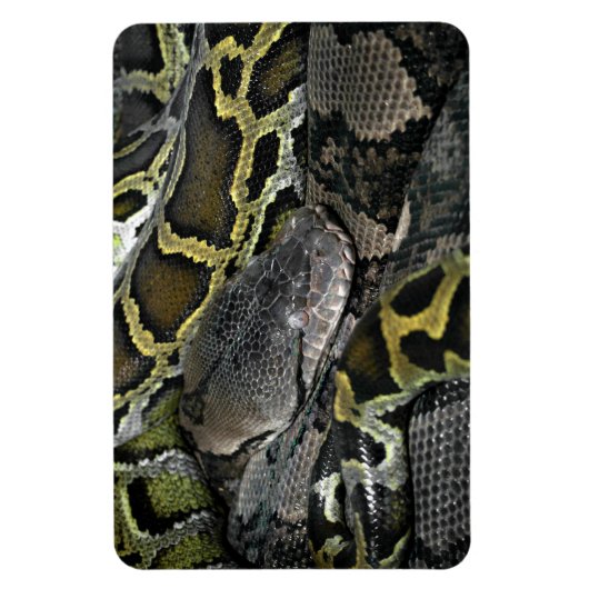 Python molurus bivittatus magneet (Verticaal)