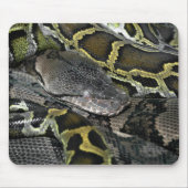 Python molurus bivittatus muismat (Voorkant)
