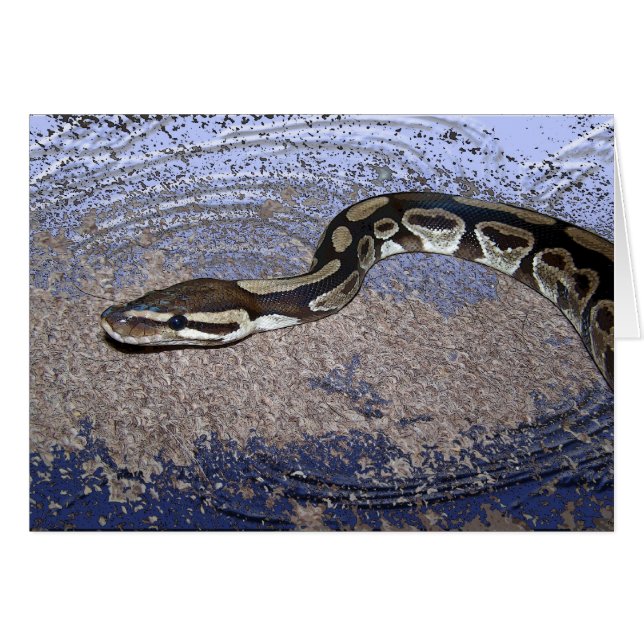 Python royal ou python de boule (Devant horizontal)