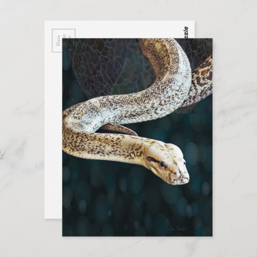 Python Snake Briefkaart (Voorkant / Achterkant)