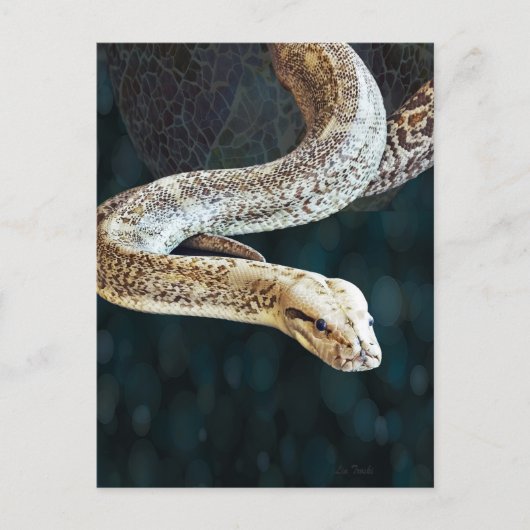 Python Snake Briefkaart (Voorkant)