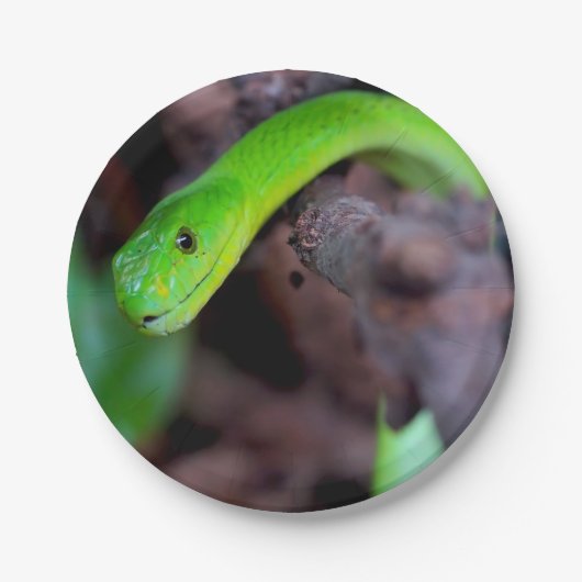 Python Snake Papieren Bordje (Voorkant)