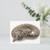 Python Snake Reptile Briefkaart (Staand voorkant)