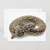 Python Snake Reptile Briefkaart (Voorkant / Achterkant)