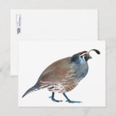 Q. Quail / carte postale (Devant / Derrière)