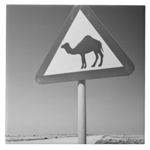 Qatar, Al Zubarah. Kameel Overstek Bord-Weg naar Tegeltje