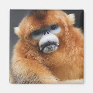 Qinling Mountains Magneet