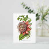 Quadrangularisdecaisneana van de passiebloem briefkaart (Staand voorkant)
