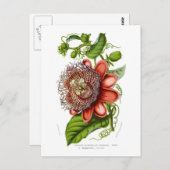 Quadrangularisdecaisneana van de passiebloem briefkaart (Voorkant / Achterkant)