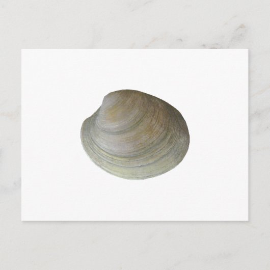 Quahog Clam (zonder titel) Briefkaart (Voorkant)
