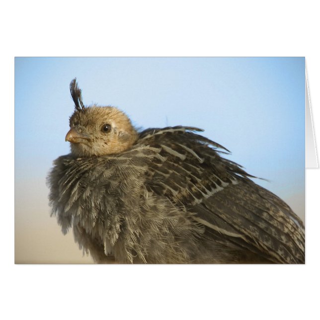 Quail bébé (Devant horizontal)