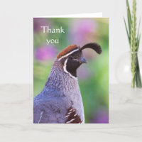 Quail colorée, Merci