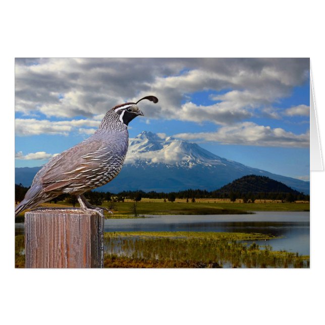 QUAIL EN MT SHASTA (Voorkant Horizontaal)