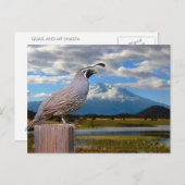 QUAIL EN MT SHASTA BRIEFKAART (Voorkant / Achterkant)