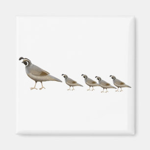 Quail Family Magnet Magneet