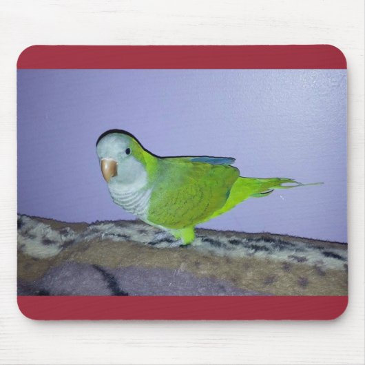Quaker Parrot Mousepad Muismat (Voorkant)