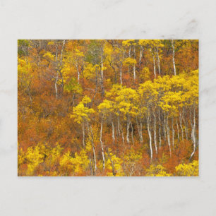 Quaking aspen grot in piekherfstkleur in 2 briefkaart