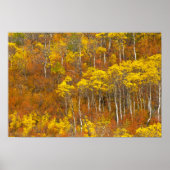 Quaking aspen grot in piekherfstkleur in 2 poster (Voorkant)