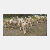 Quand Les Moutons Viennent Marcher, Mat De Bureau (Recto)