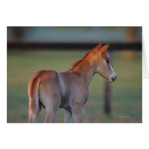 Quart Horse Foin