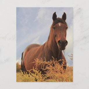 Quarter Horse Briefkaart