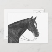 Quarter Horse Briefkaart (Voorkant / Achterkant)