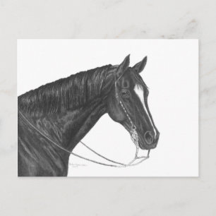 Quarter Horse Briefkaart