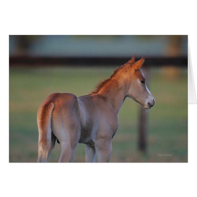 Quarter Horse Foal (Voorkant Horizontaal)